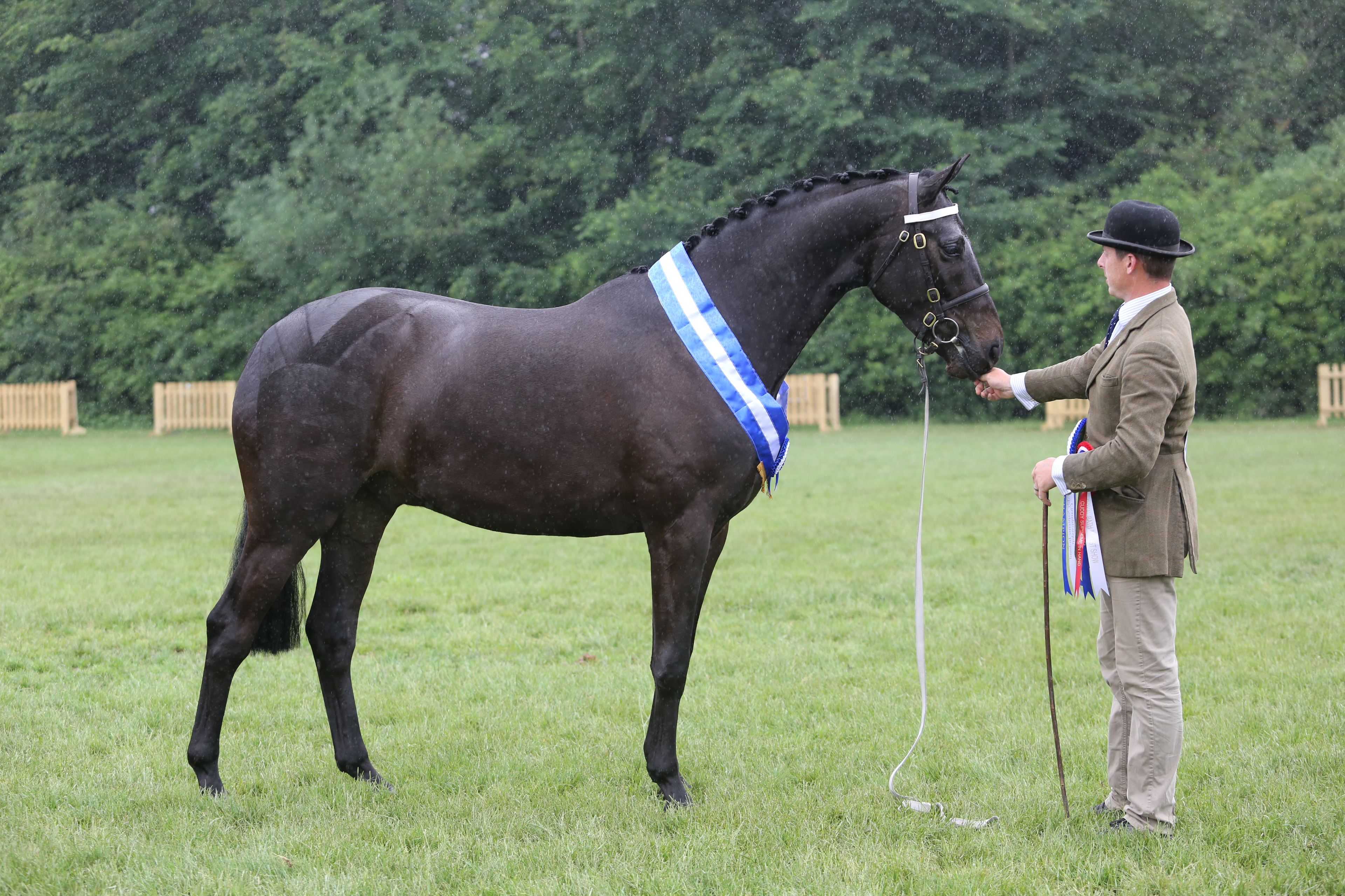cuddy-ch-Triple-Crown-III-1-1.jpg