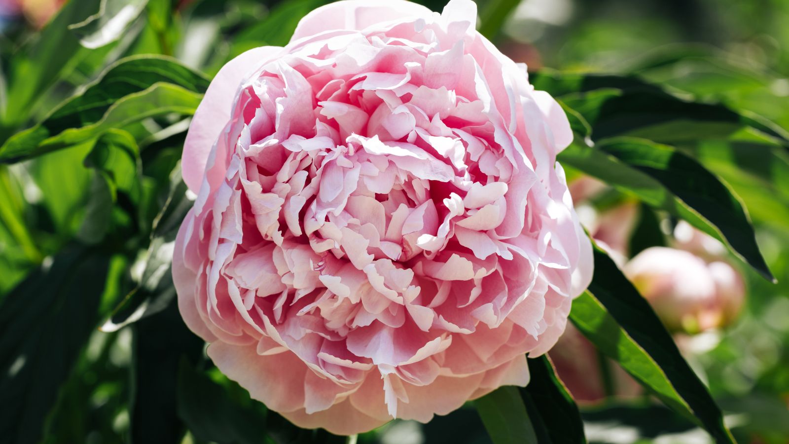 Delicate pink peony flower on abstract natural defocused green background. Paeonia lactiflora
