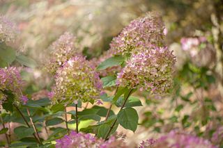 Close-up image of the beautiful flower head of Hydrangea paniculata 'Limelight' showing the delicate bracts