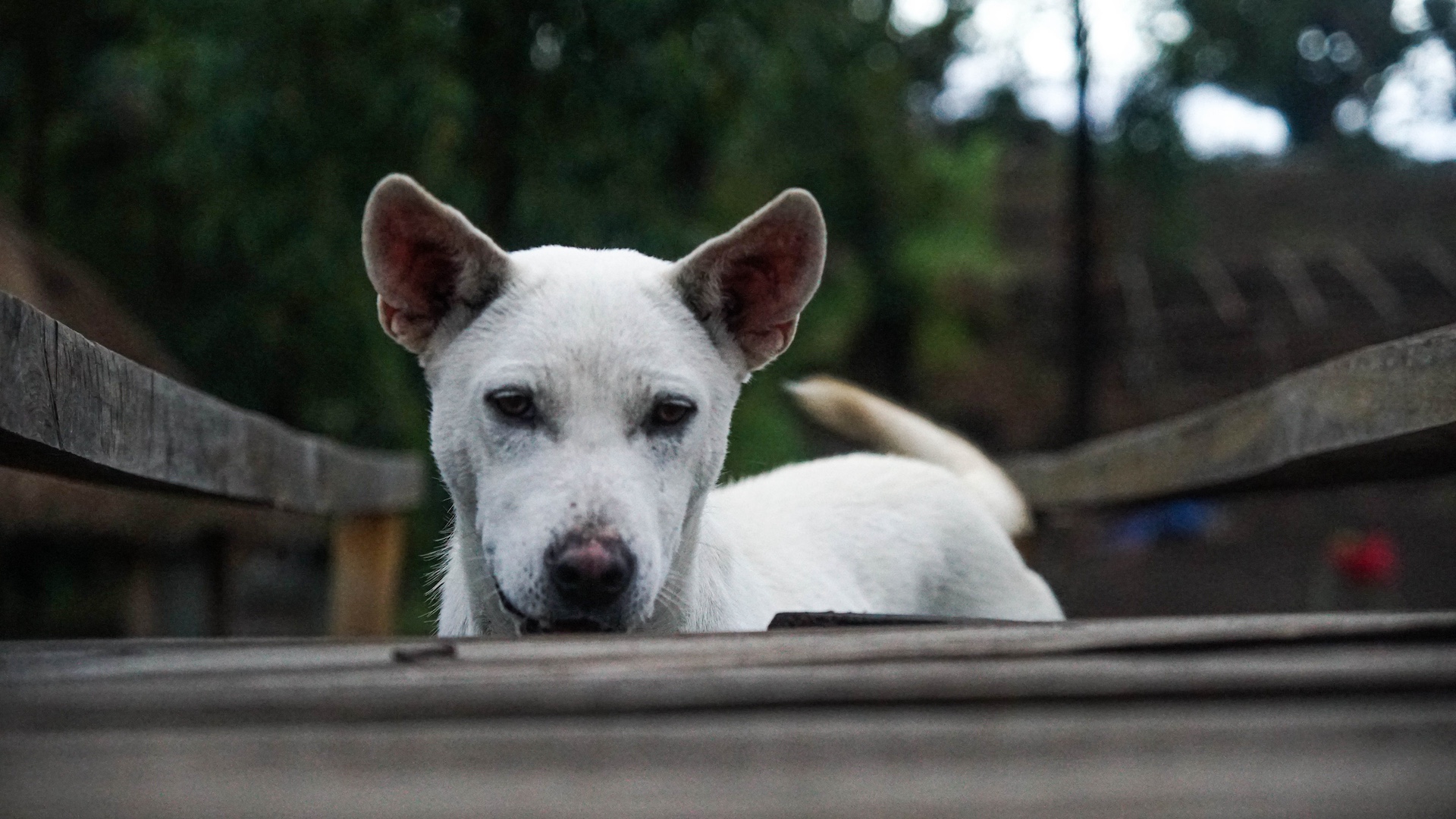 Kintamani dog from Bali, headshot