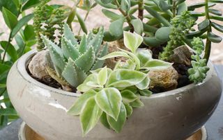 best budget plants: succulents in a bowl