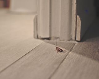 Live cockroach on wooden floor with dropping visible