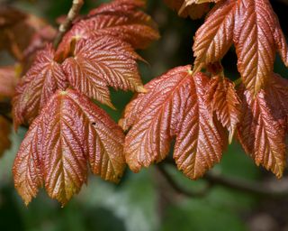Young, red coloured, sycamore, Acer pseudoplatanus leaves expanding from their buds in spring,