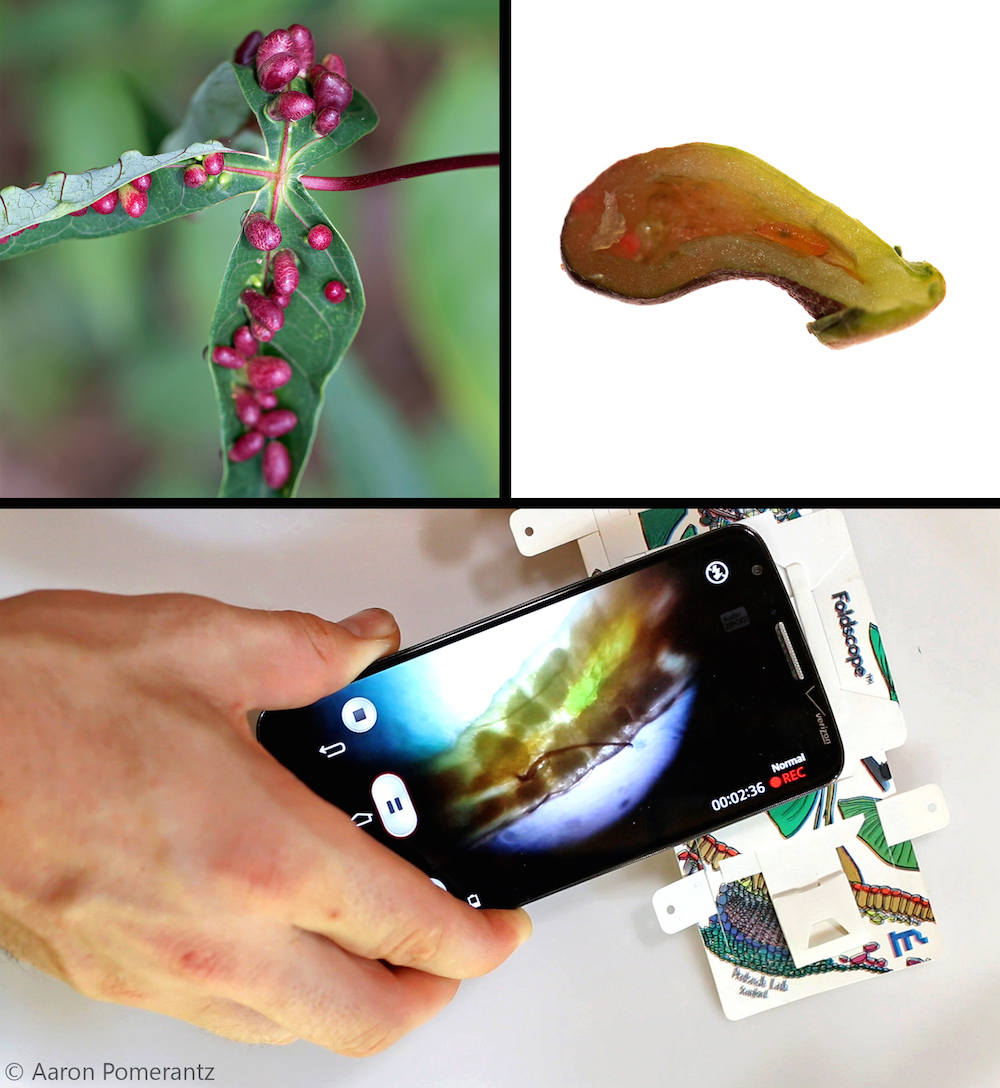 foldscope image of leaf gall