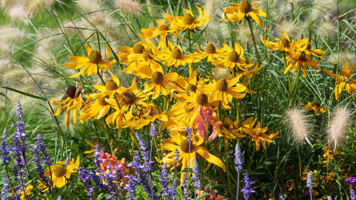 10 fall-blooming flowers gardeners always choose for a perennial garden – 'they're at their peak now'