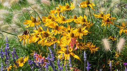 yellow coneflowers blue sage and fountain grasses 