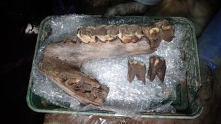 This woolly rhino mandible, along with other ice age remains, were discovered in a cave, though researchers aren't sure if the animals all lived during the same time period.