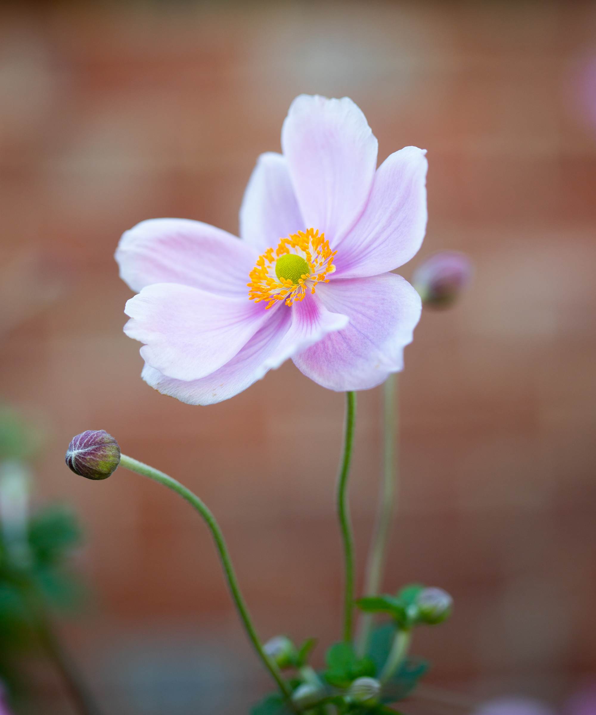 Pink petals and a yellow center of a Japanese anemone