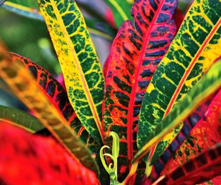 colorful croton leaves