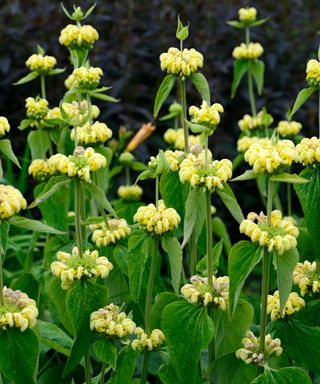 Yellow flowers of Phlomis fruticosa are good for gravel gardens