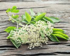 Elderflowers On A Wooden Table