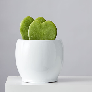 a double hoya heart succulent in a round white ceramic pot