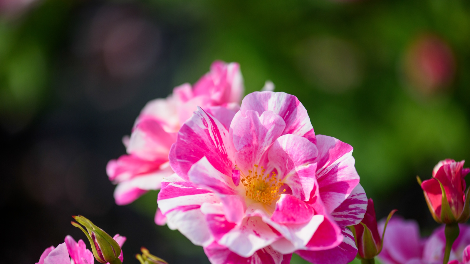 The King&#039;s Rose - a fuchsia and white striped shrub rose
