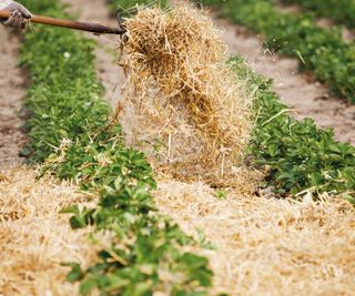 Straw mulch can keep soil moist