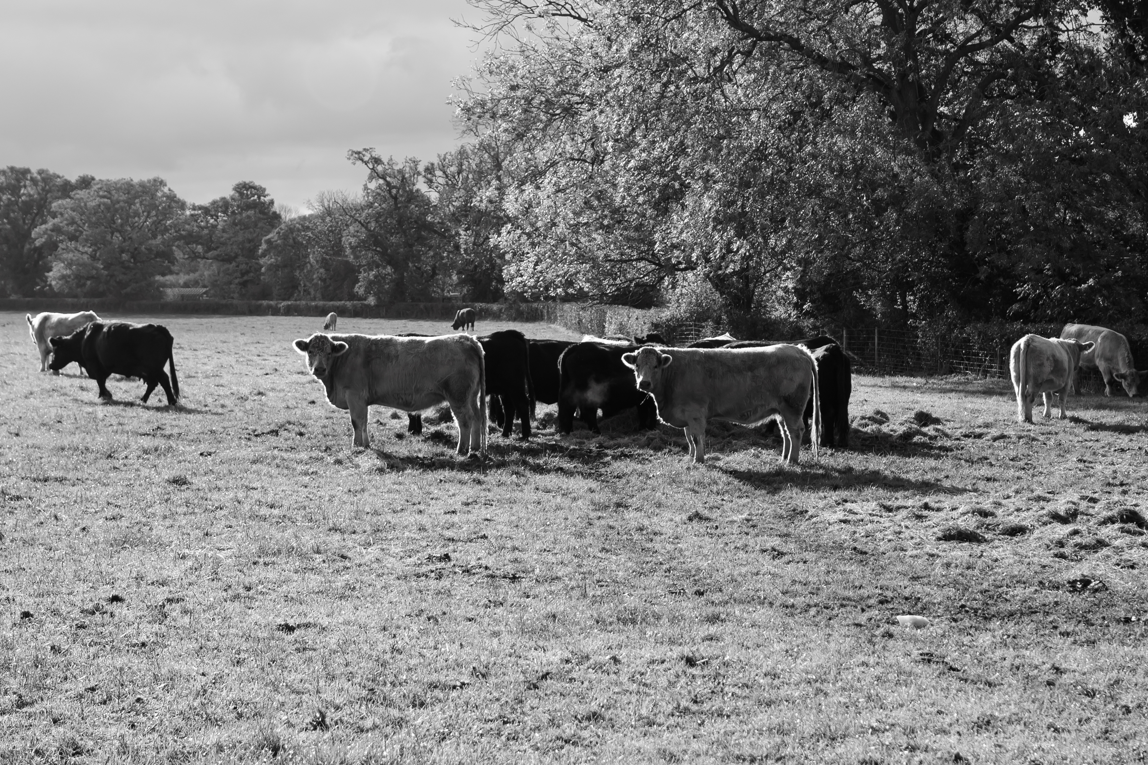 A black and white image of cows in a field
