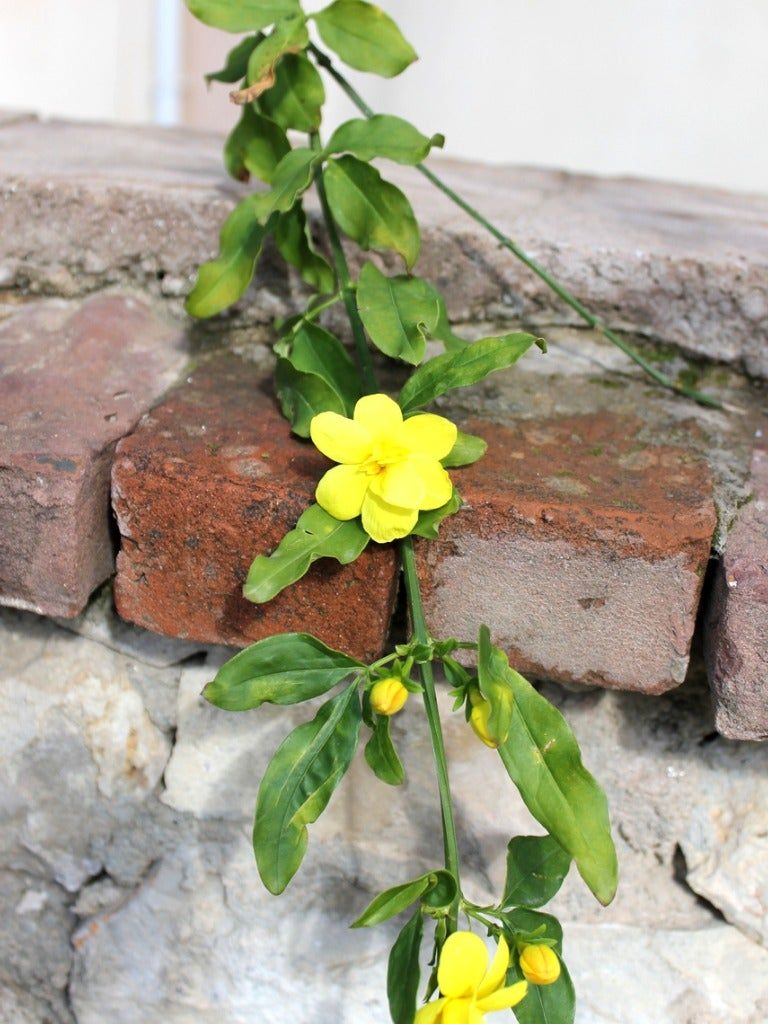 Yellow Flowered Vine