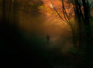 Dark forest, Golde Cap Estate, Dorset, England