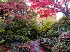 Autumn colour in the rock garden, where Japanese maples Acer palmatum ‘Dissectum Atropurpureum’ (left) and ‘Atropurpureum’ (right) have grown to vast size. ©Jason Ingram