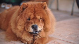 Oldest dog breeds