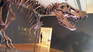 The T. rex nicknamed Stan in a gallery at Christie's auction house on Sept. 17, 2020 in New York City.