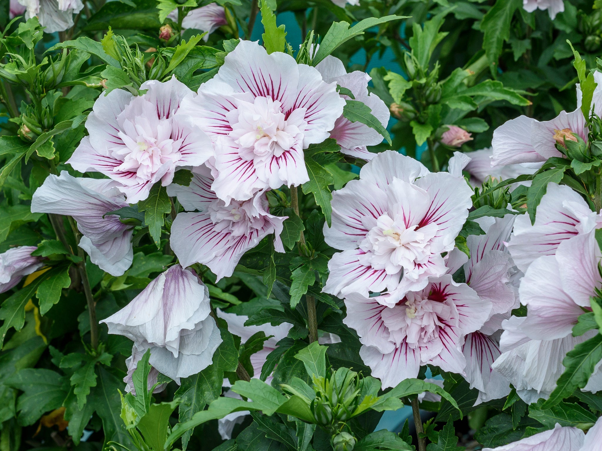 Starblast Chiffon&amp;reg; Rose of Sharon