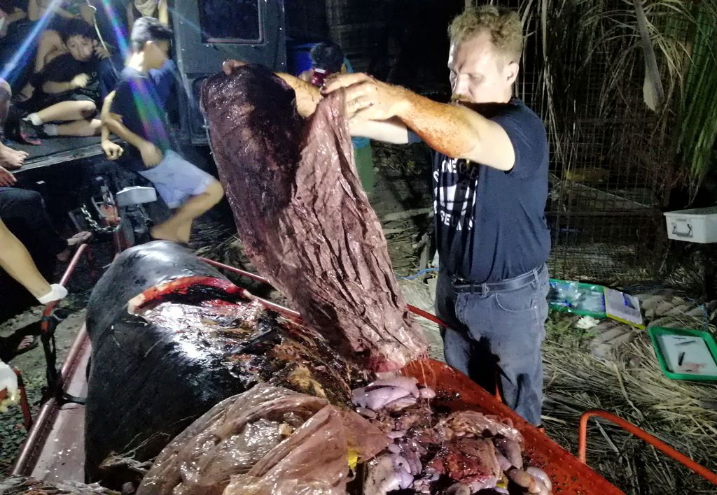 Marine biologist Darrell Blatchley shows plastic found in the stomach of a dead whale.