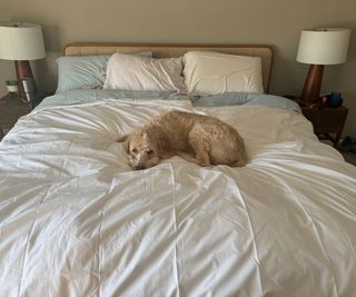 A dog lying on the Sferra Somerset Duvet Comforter with blue and white pillows against a cream wall.