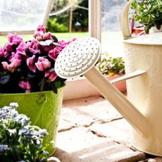 watering can in greenhouse with flowers