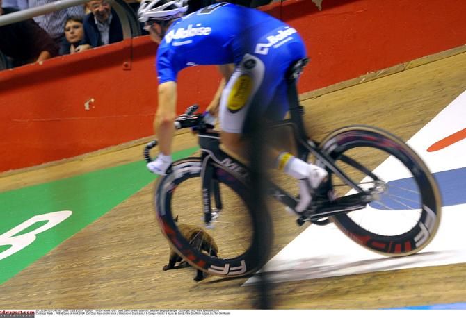 A cat is nearly run over on the Kuipke track in Gent during the Gent Six Day