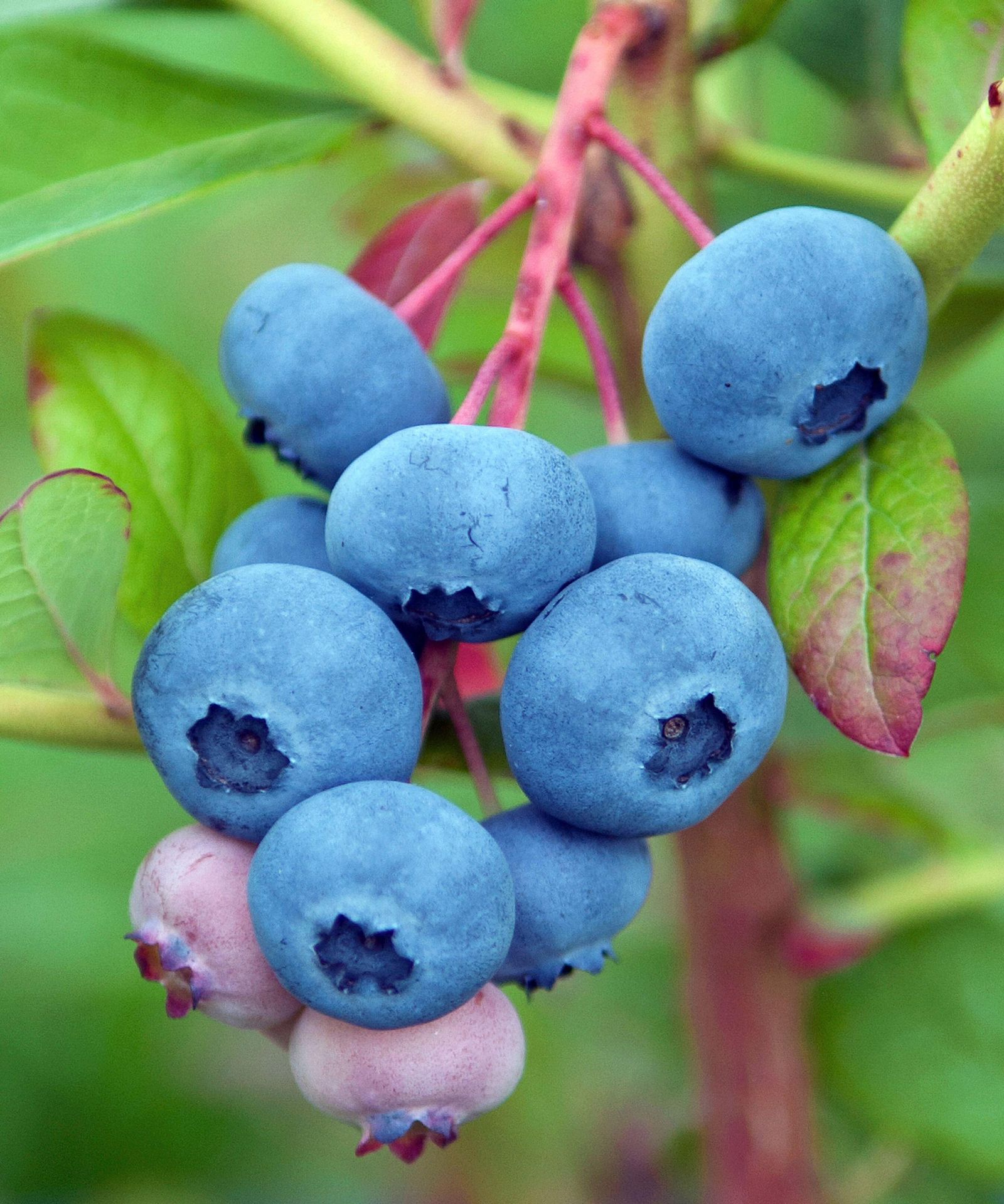 How to grow blueberries expert tips for these tasty fruits Gardeningetc