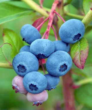 Chandler blueberries ripening in garden in summer