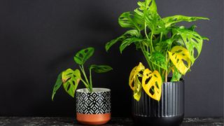 Yellowing potted monstera plants