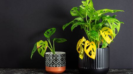 Yellowing potted monstera plants