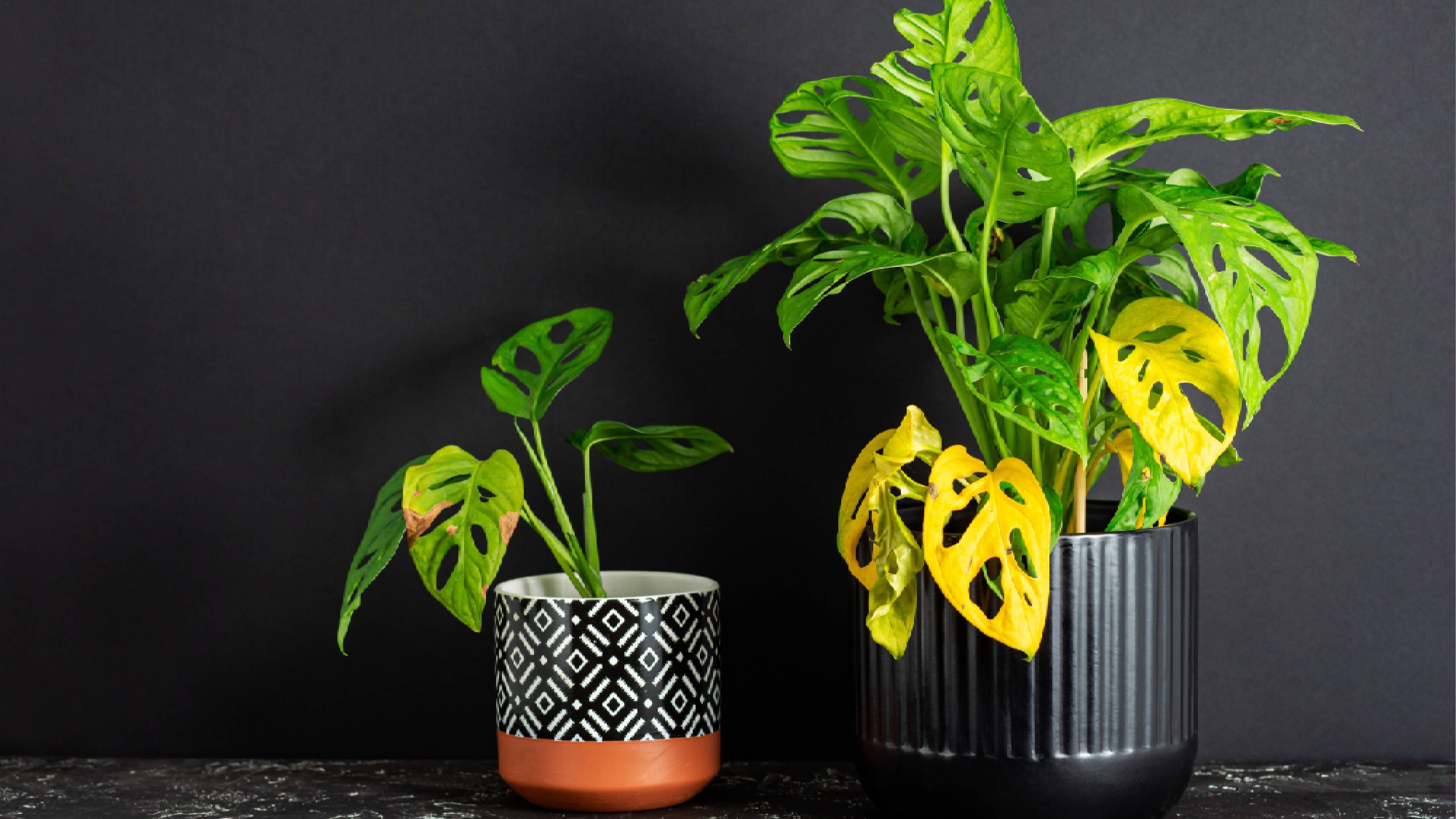 Yellowing potted monstera plants