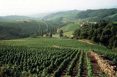 Beaujolais vineyards