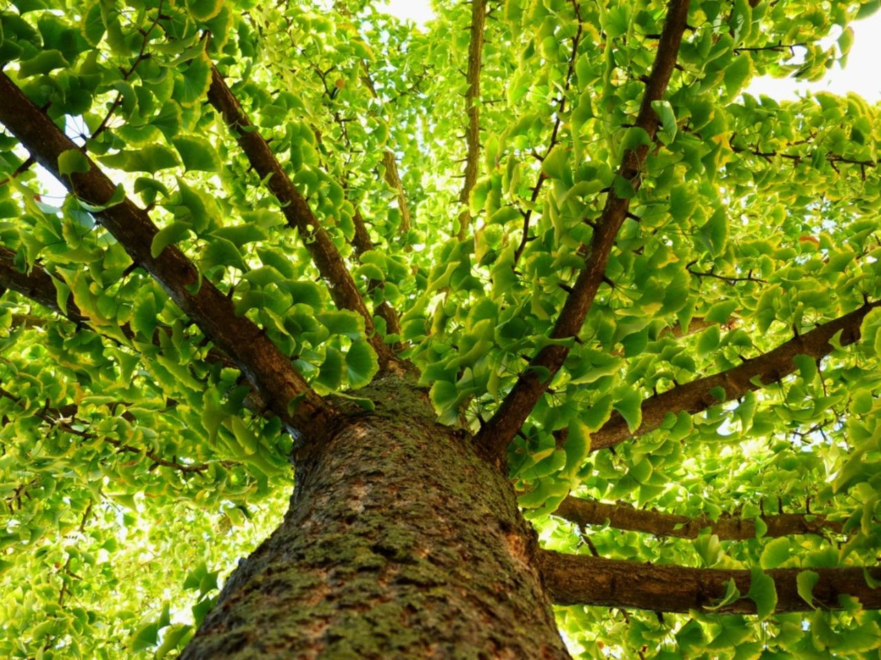 Large Ginkgo Tree