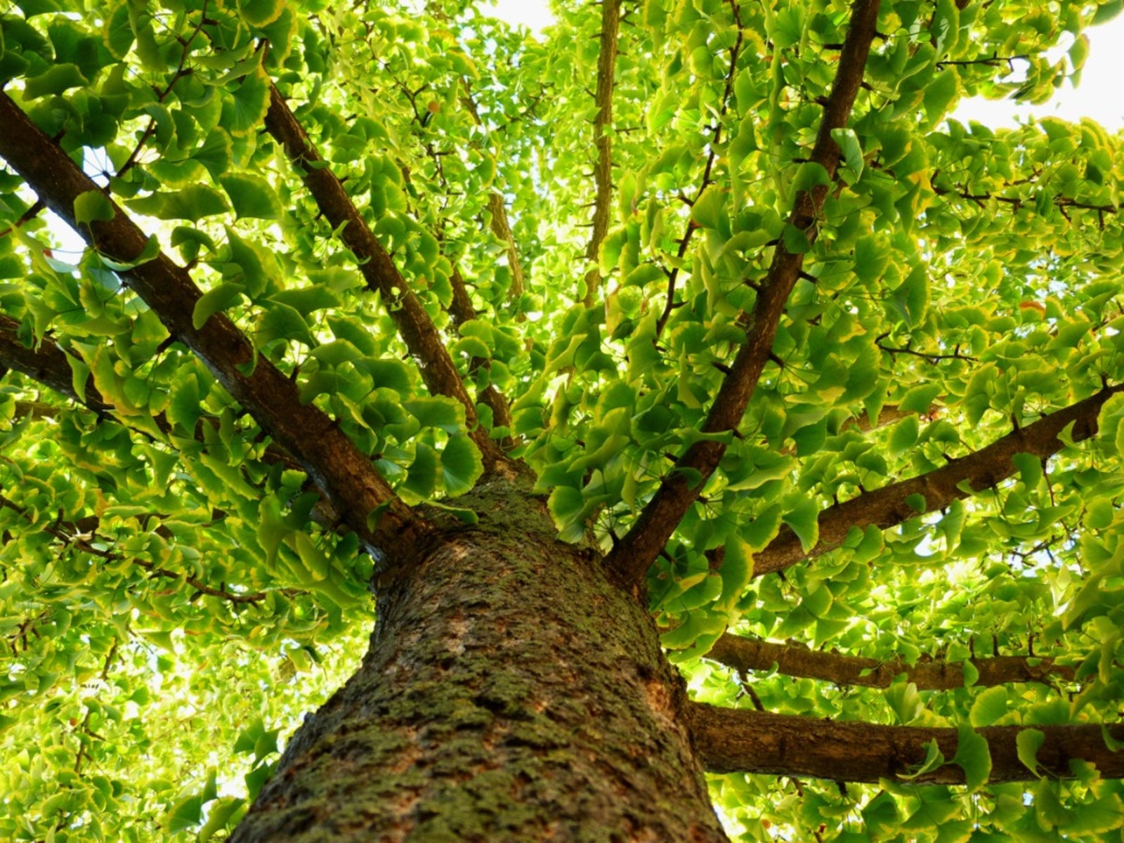 10 Seeds Ginko Tree Fan Leaf Tree Ginkgo Biloba Ginko Tree Fossil Hardy  Ornamental Tree