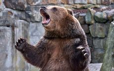 Brown grizzly bear. widely open mouth.