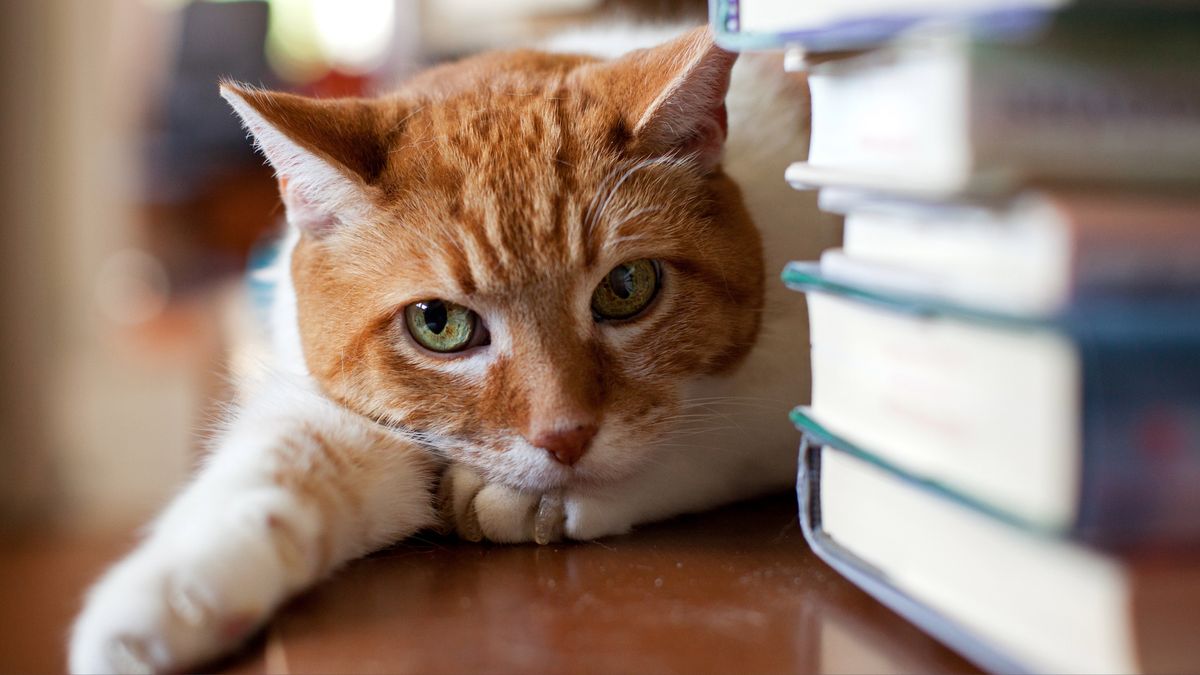 Cat at table with pile of books