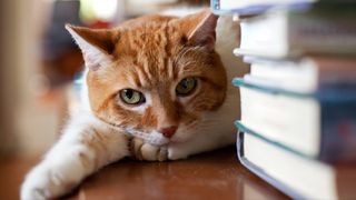 Cat at table with pile of books