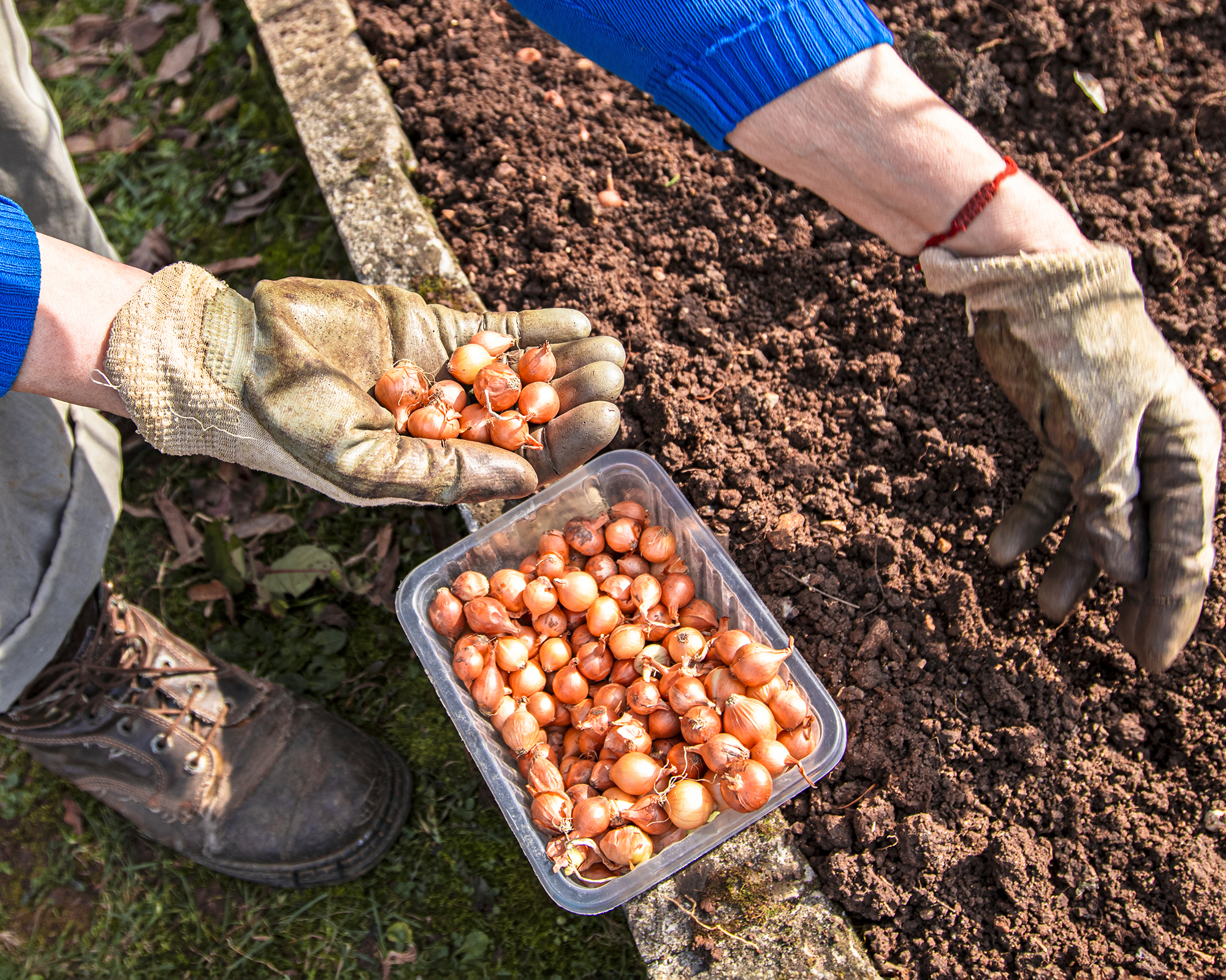 Gardener plants onion sets into bed in eary spring garden