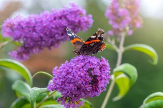 how to grow a butterfly garden: butterfly on buddleja