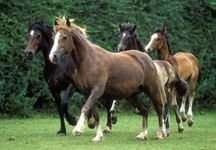 welsh-ponies.jpg