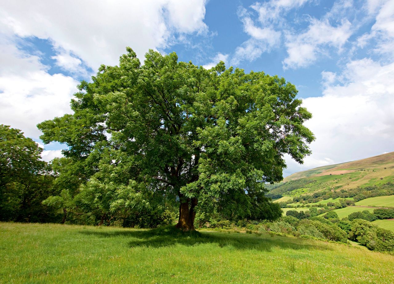 This ash tree is healthy — but millions have had to be destroyed due to ash dieback.