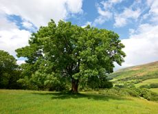 This ash tree is healthy &mdash;&nbsp;but millions have had to be destroyed due to ash dieback.