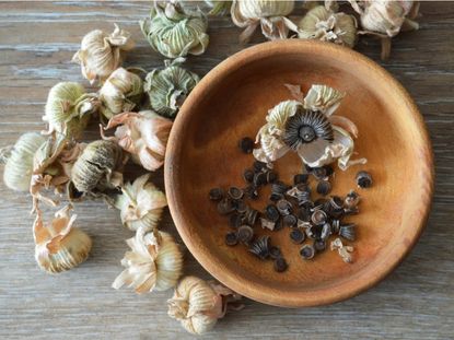 An overhead view of dried hollyhock seed pods and hollyhock seeds in a small wooden bowl