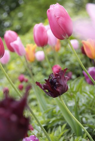 Black plants: Tulipa Black parrot