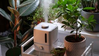humidifier being used in a room with house plants