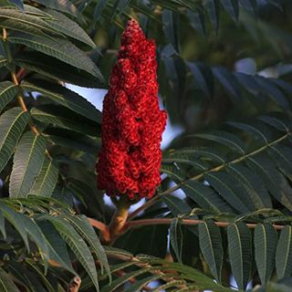 Votaniki Staghorn Sumac 2-3 Ft Plant - Vibrant Fruits and Wildlife Attraction, Rhus Typhina | Hardy and Low-Maintenance Plant (1 Pack)