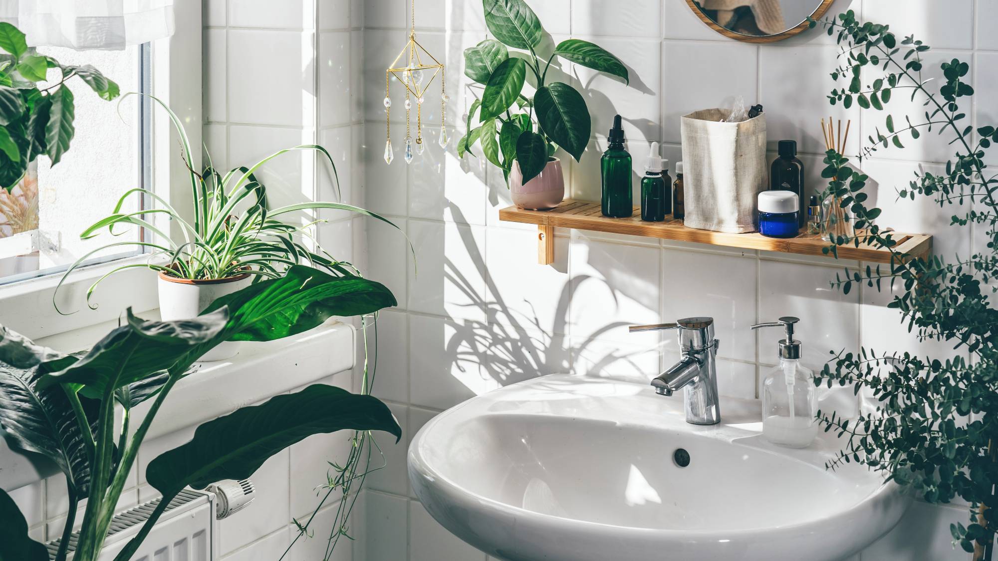 Houseplants in sunny bathroom